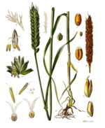 Various food grains