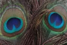 Twin eyed peacock feathers